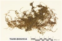 藏品(懸苔屬)的圖片